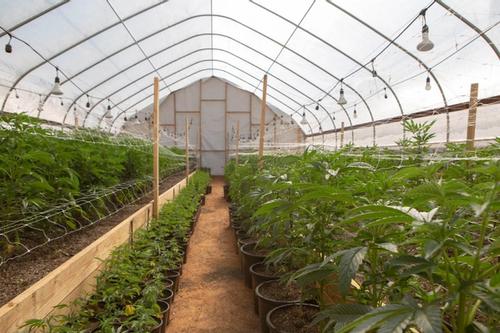 Marijuana greenhouse