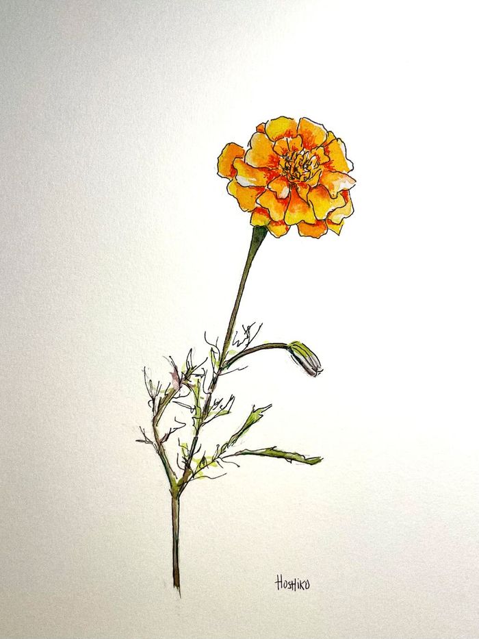 Watercolor painting of a single marigold flower.