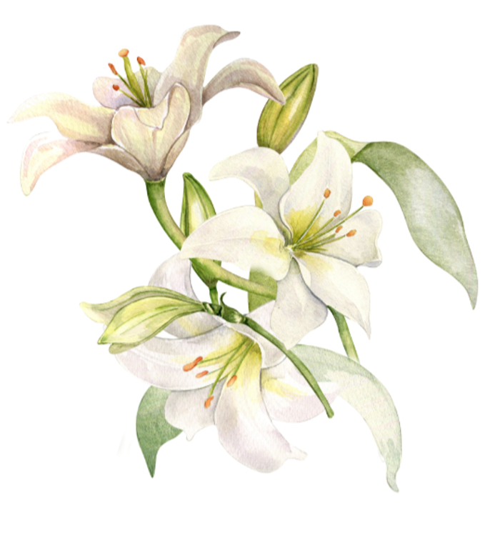 Watercolor painting of Lilies.