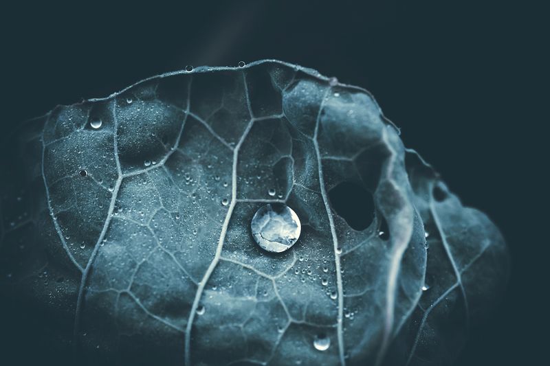 A macro photograph of a leaf with water droplets.  It's a monochromatic color scheme.