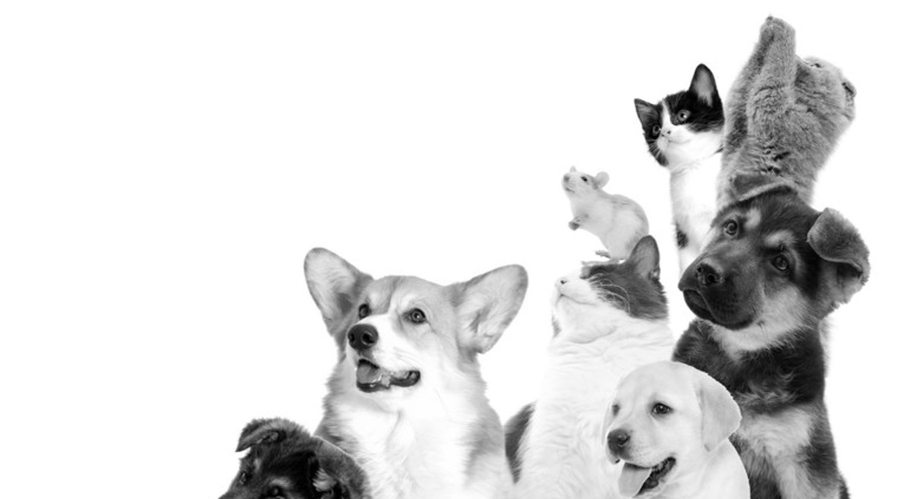 Black-and-white studio photo of a mixed group of pets, including puppies, kittens, an adult dog, a guinea pig, and a small rodent, sitting closely together against a white background.