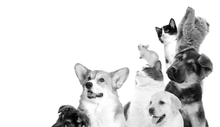 The Deal Hound 1H 2026