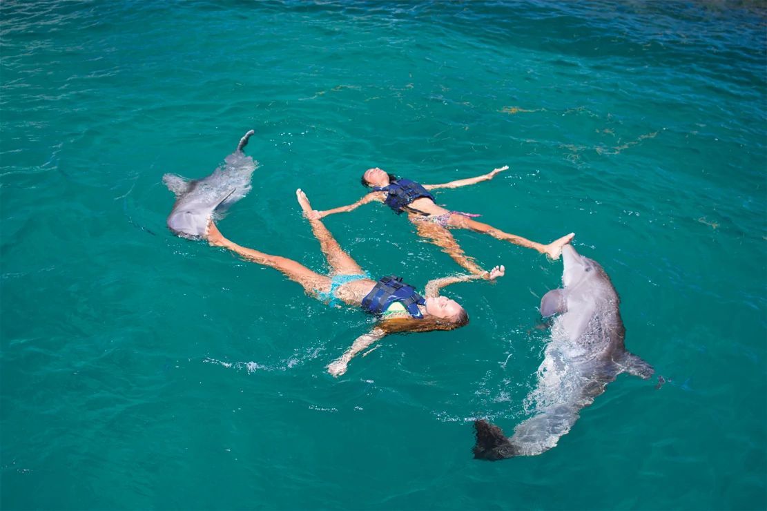 Swim Dolphin