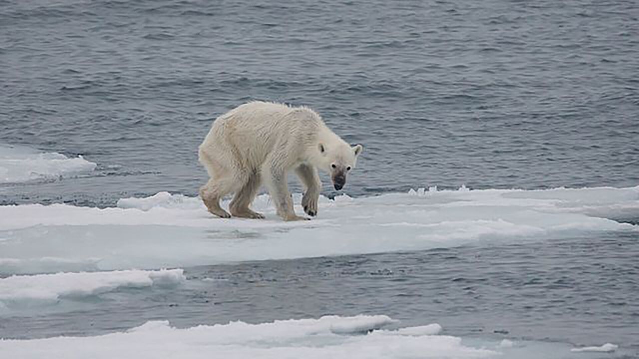 A polar bear showing signs of malnourishment due to melting ice, which prevent it from migrating to an area with more prey during the summer months. (Photo: Andreas Weith)