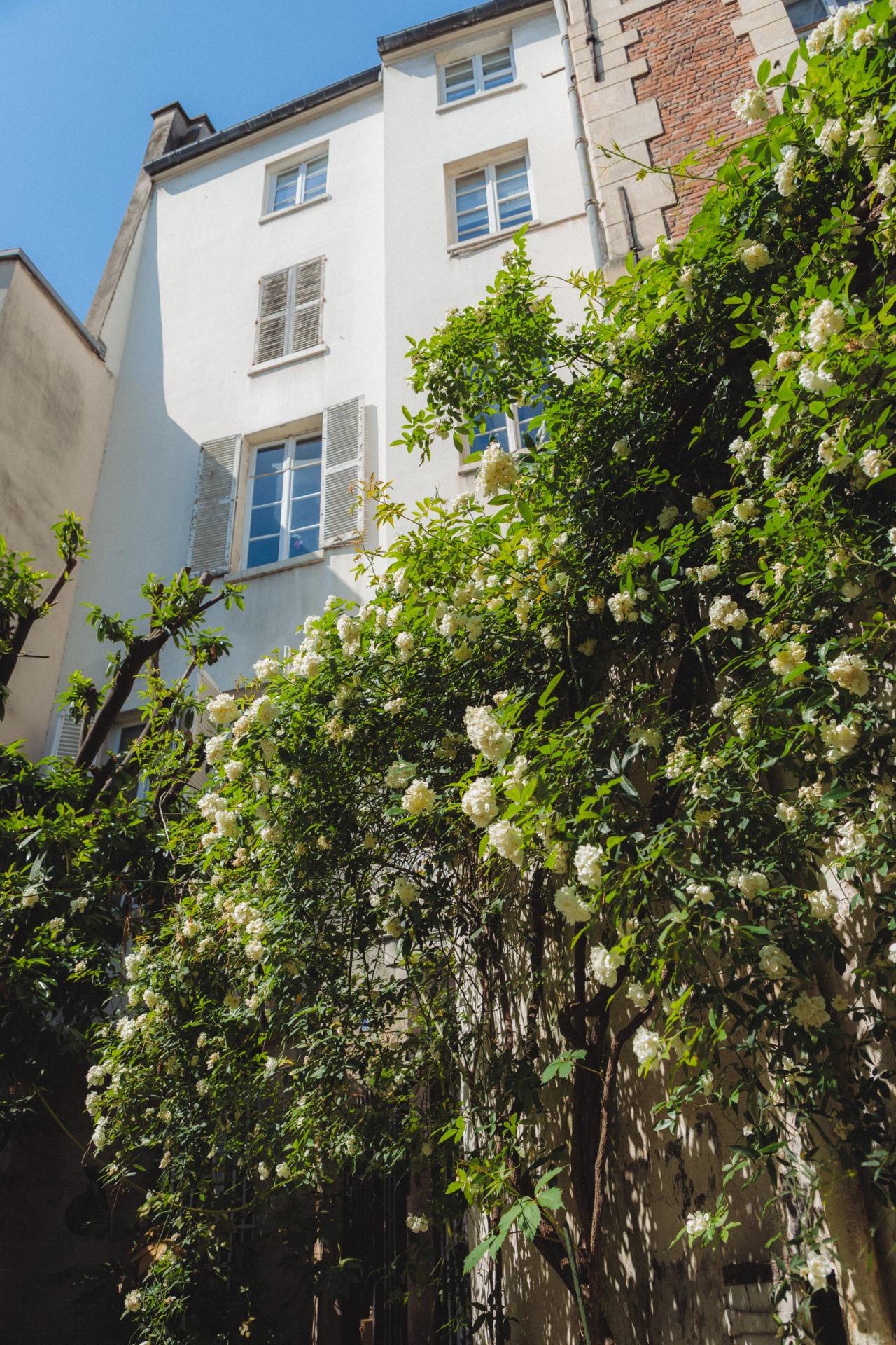 A lush view from inside Hicks’s courtyard in Paris. One of the apartments above is where the artist Balthus (1908–2001) once lived. (Photo: Agathe Karsenti for The Slowdown)