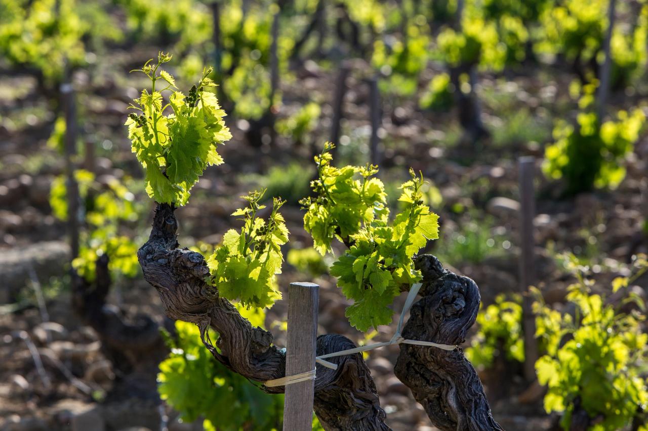 The Domaine de la Charbonnière vineyard in Châteauneuf-du-Pape, France. (Courtesy Domaine de la Charbonnière)