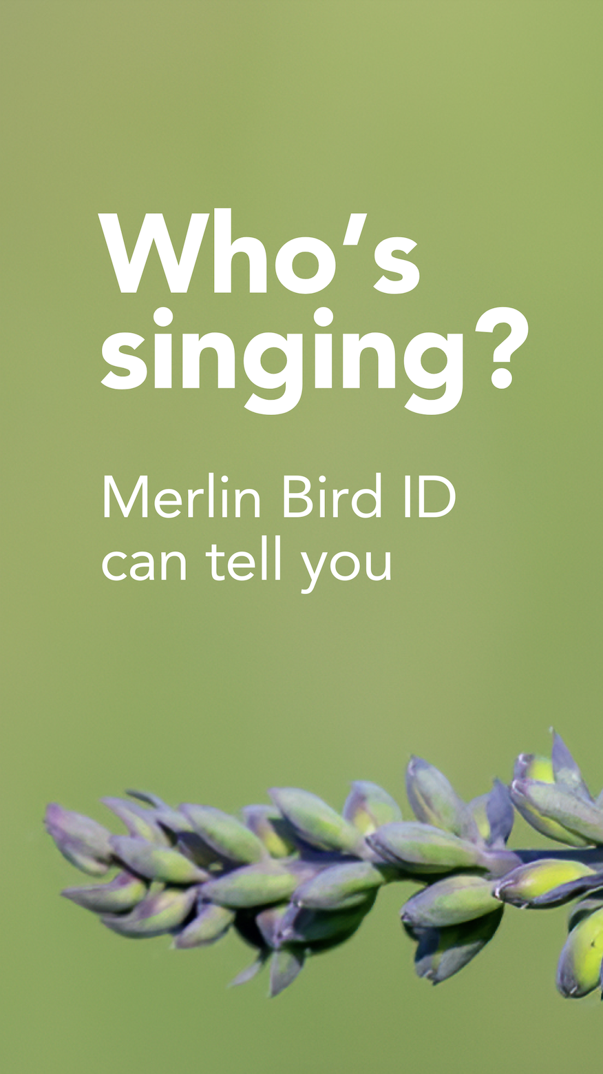 A screenshot from the Merlin Bird ID app. (Courtesy Cornell Lab of Ornithology)