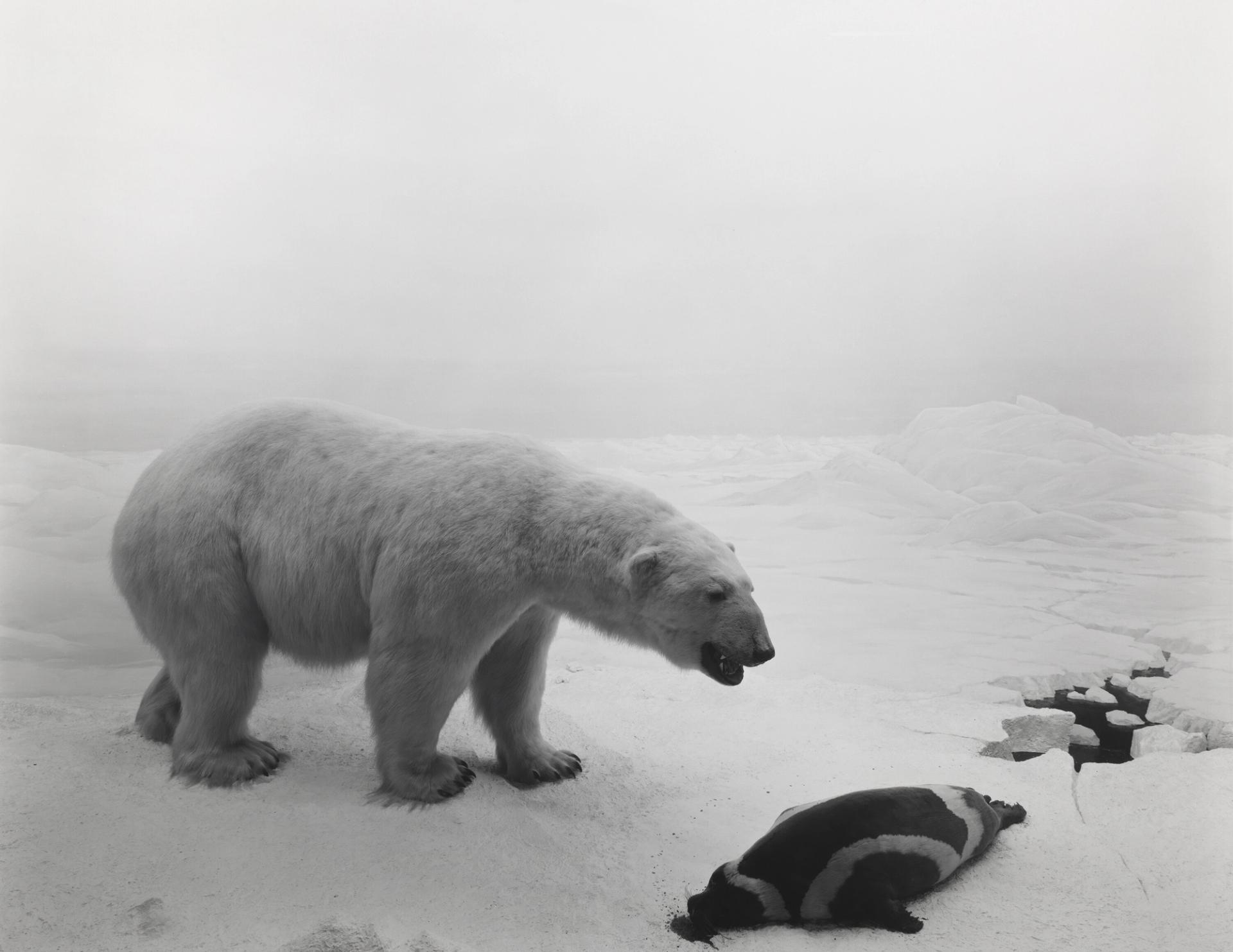 “Polar Bear” by Sugimoto (1976). (Courtesy Hiroshi Sugimoto)