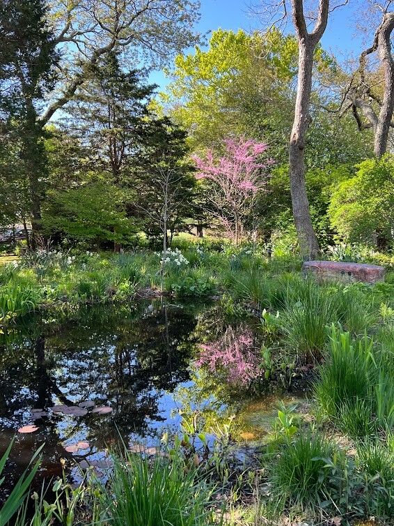 The spring pond at Marshouse. (Courtesy Edwina von Gal)