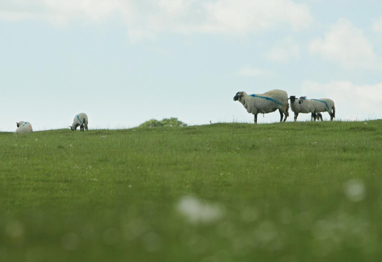 Spray-painted sheep similar to those which inspired Saville’s Technicolour collection with Kvadrat. (Courtesy Kvadrat)