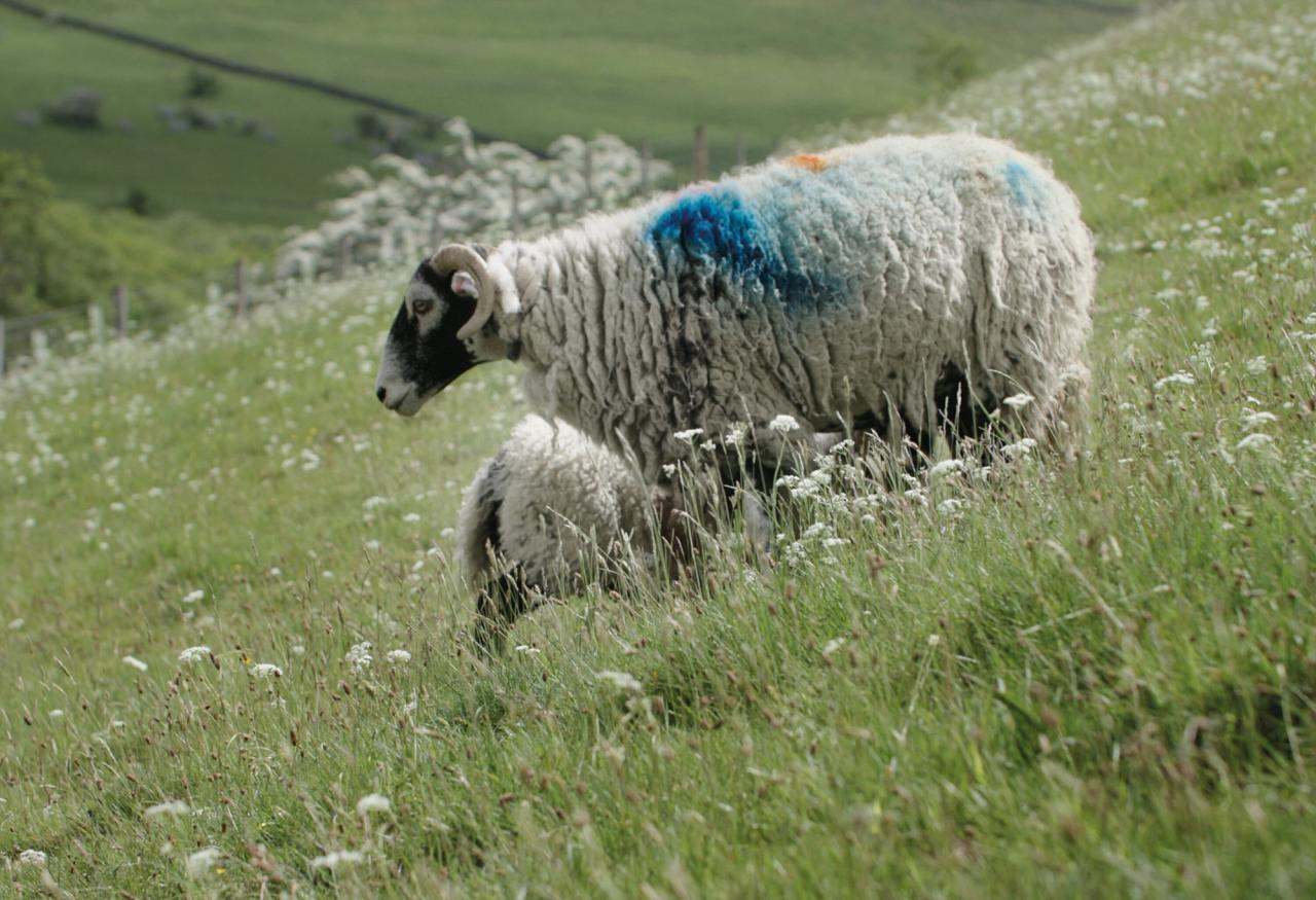 Spray-painted sheep similar to those which inspired Saville’s Technicolour collection with Kvadrat. (Courtesy Kvadrat)