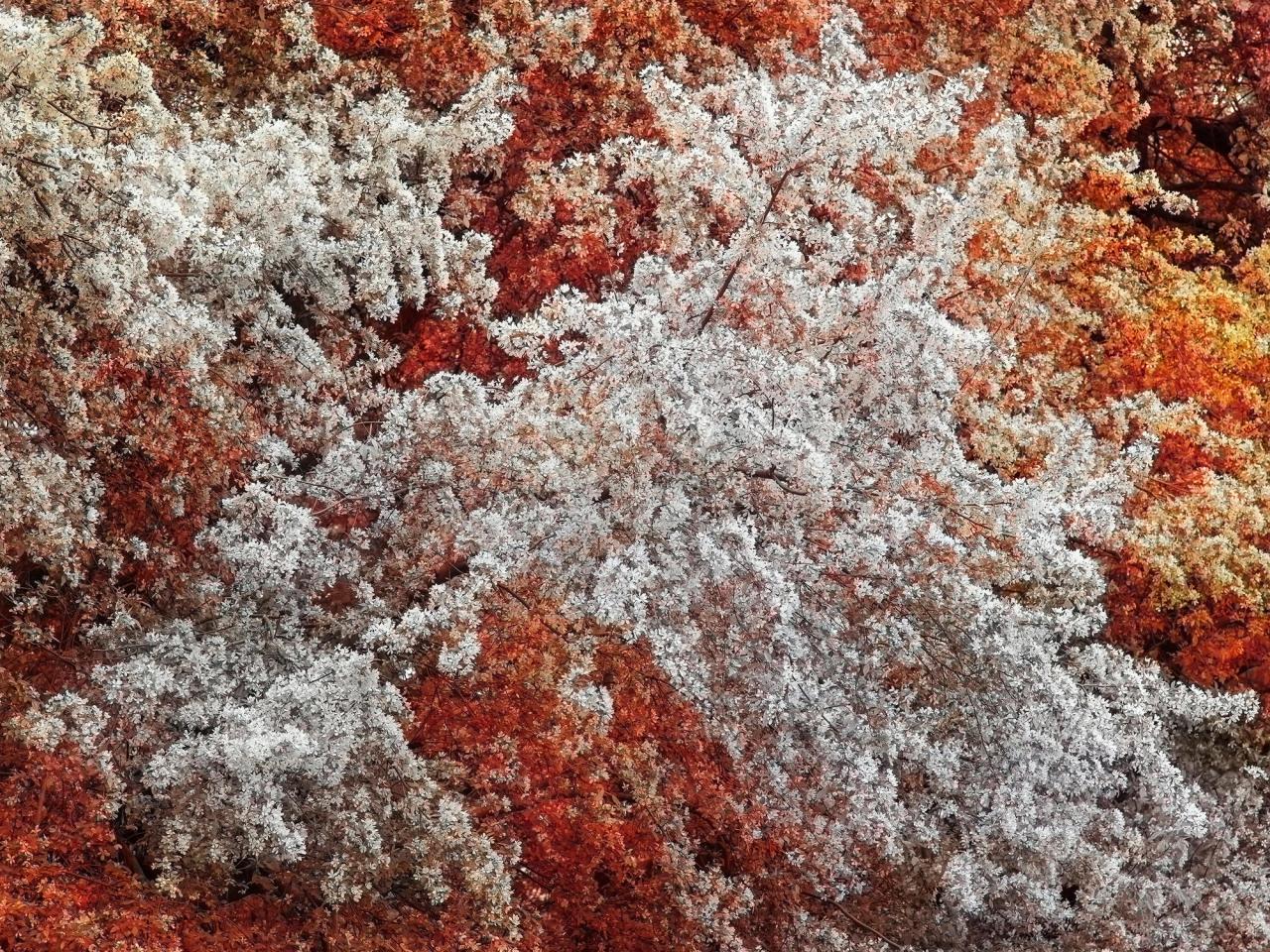 Trevor Paglen AI-generated flowers