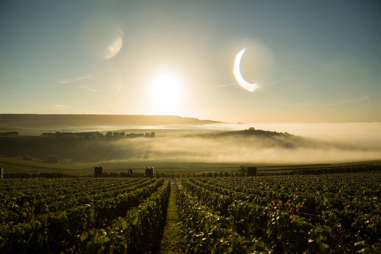 The Dom Pérignon vineyard in Hautvillers, France. (Courtesy Dom Pérignon)