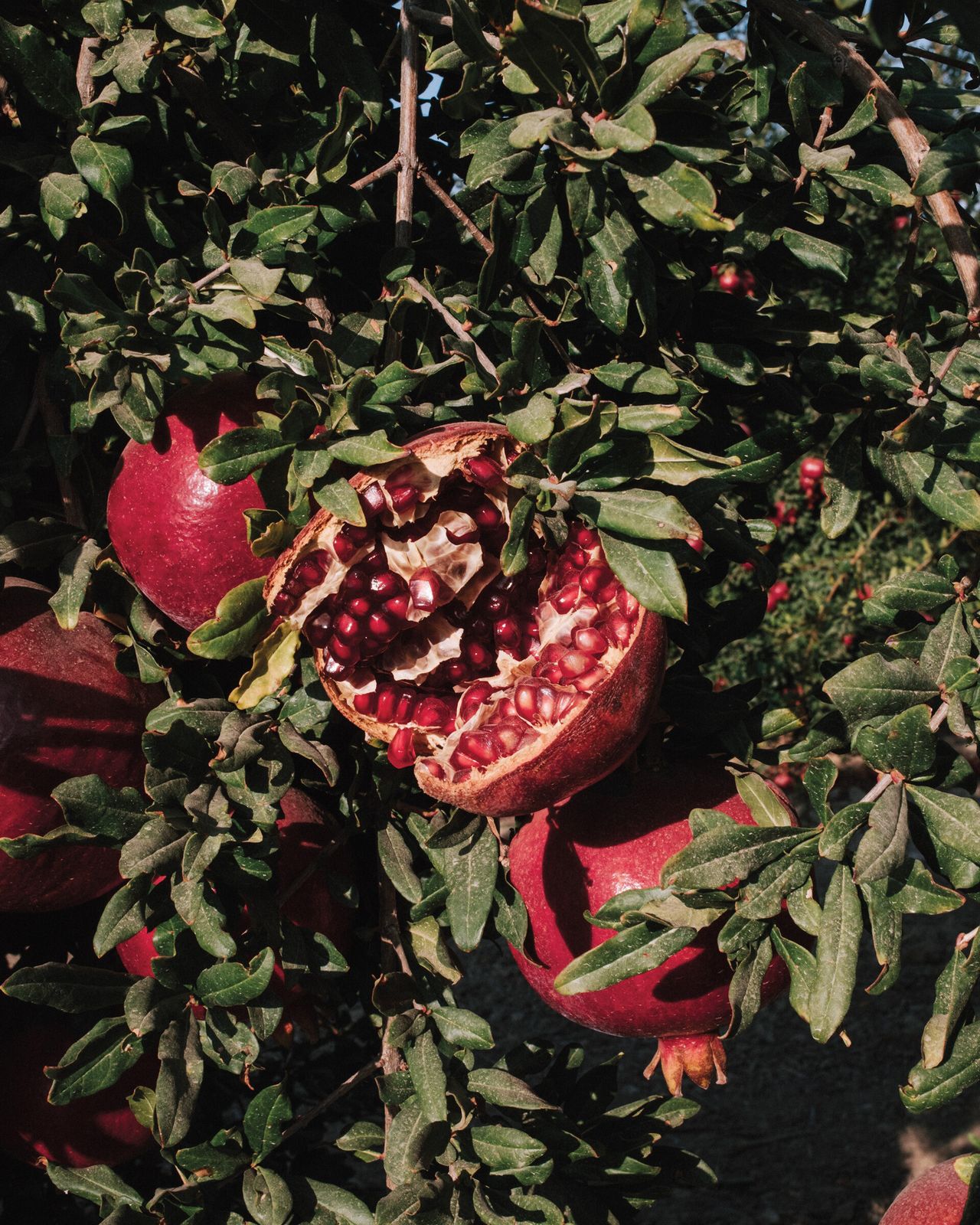 Photo from Bailey’s “A Kingdom From Dust” feature in the January 2018 issue of The California Sunday Magazine . (Courtesy Trent Davis Bailey)