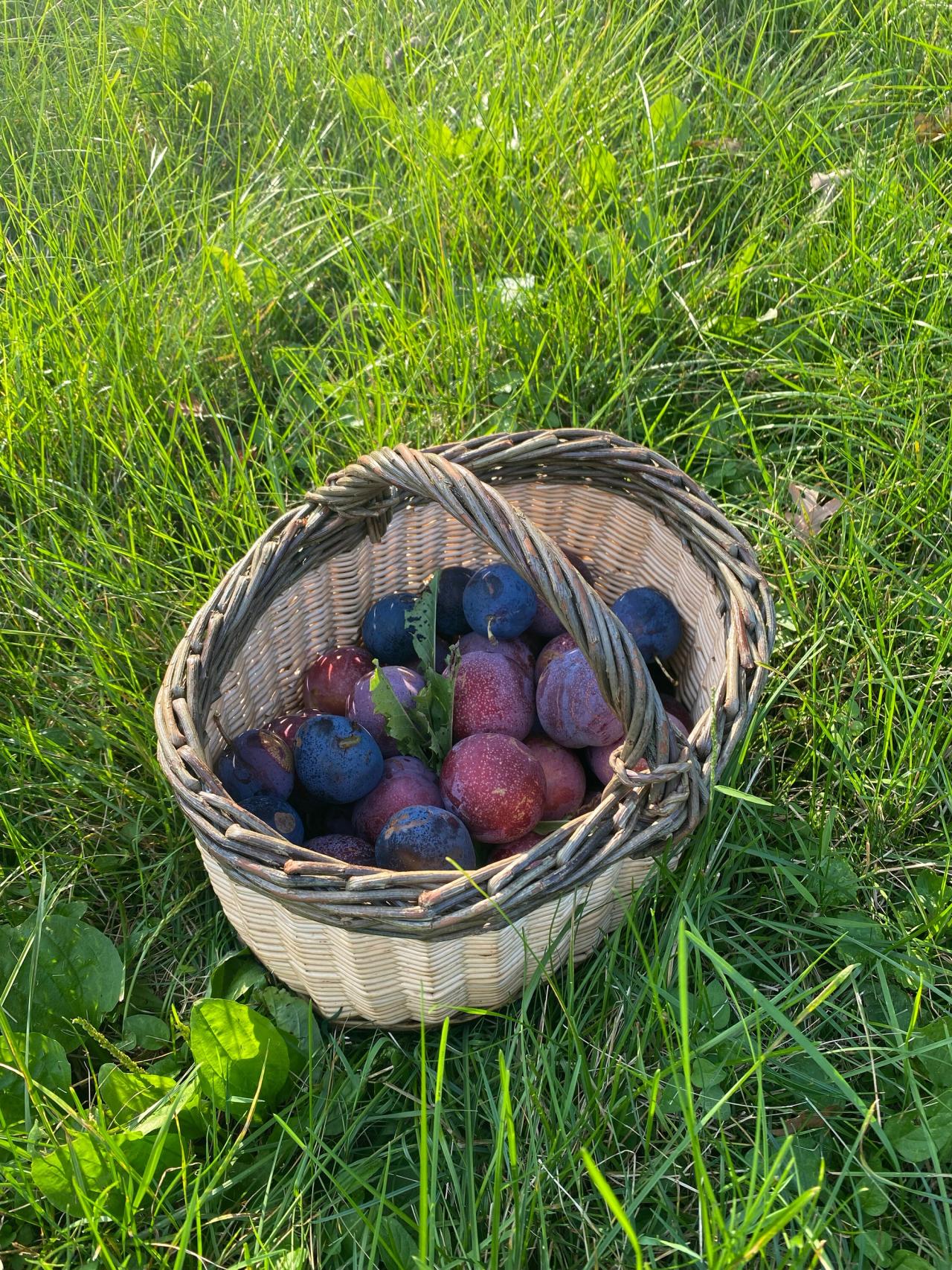 A willow basket made by Needleman. (Courtesy Deborah Needleman)