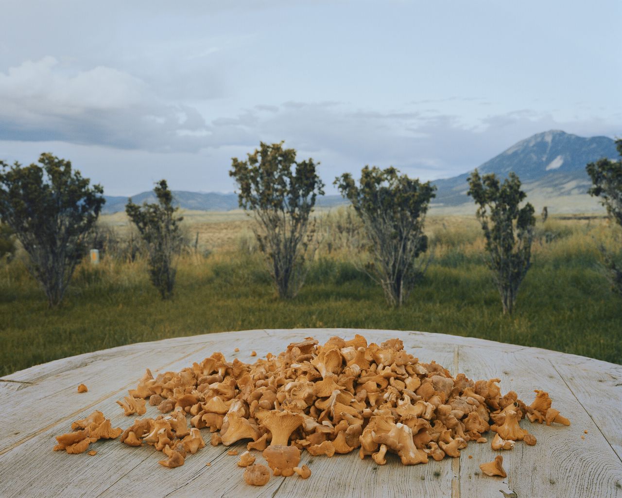“Chanterelles, Crawford, Colorado, 2015” from Bailey’s series “The North Fork.” (Courtesy Trent Davis Bailey)