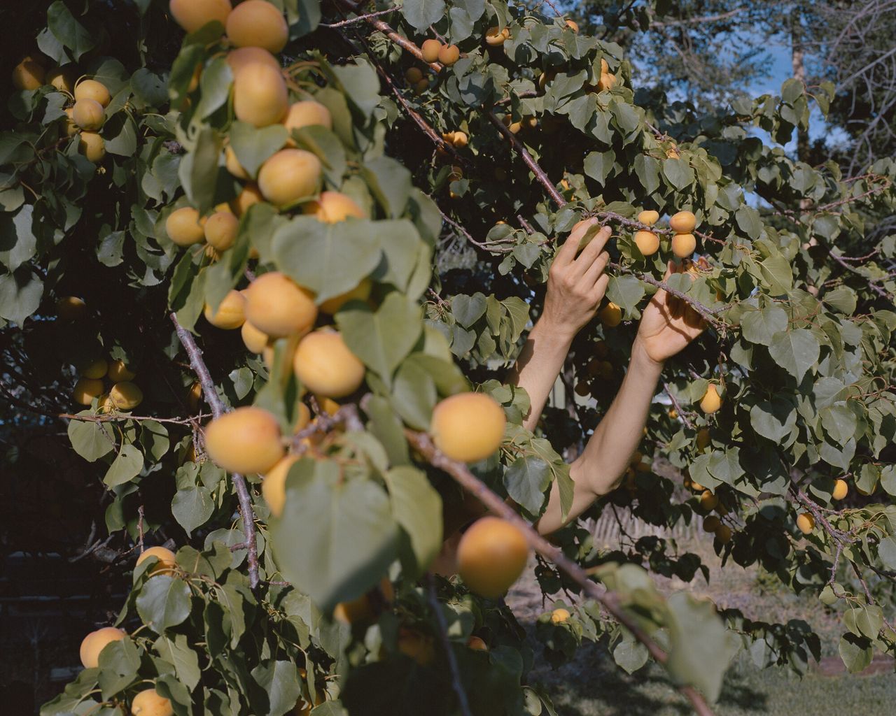 “Lilly (Picking Apricots), Paonia, Colorado, 2012” from Bailey’s series “The North Fork.” (Courtesy Trent Davis Bailey)