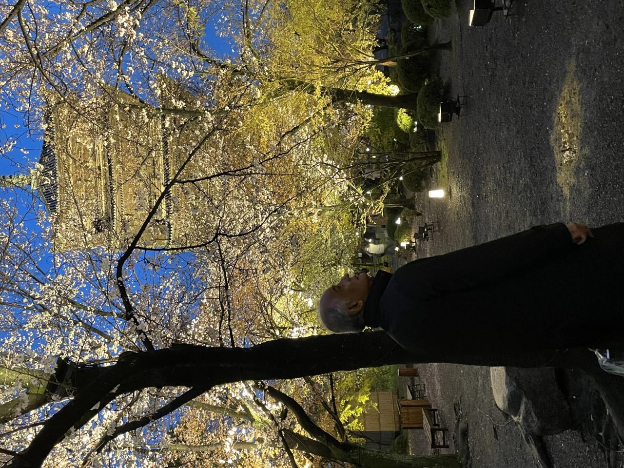 Iyer watching the sakura blossom in Japan. (Courtesy Pico Iyer)