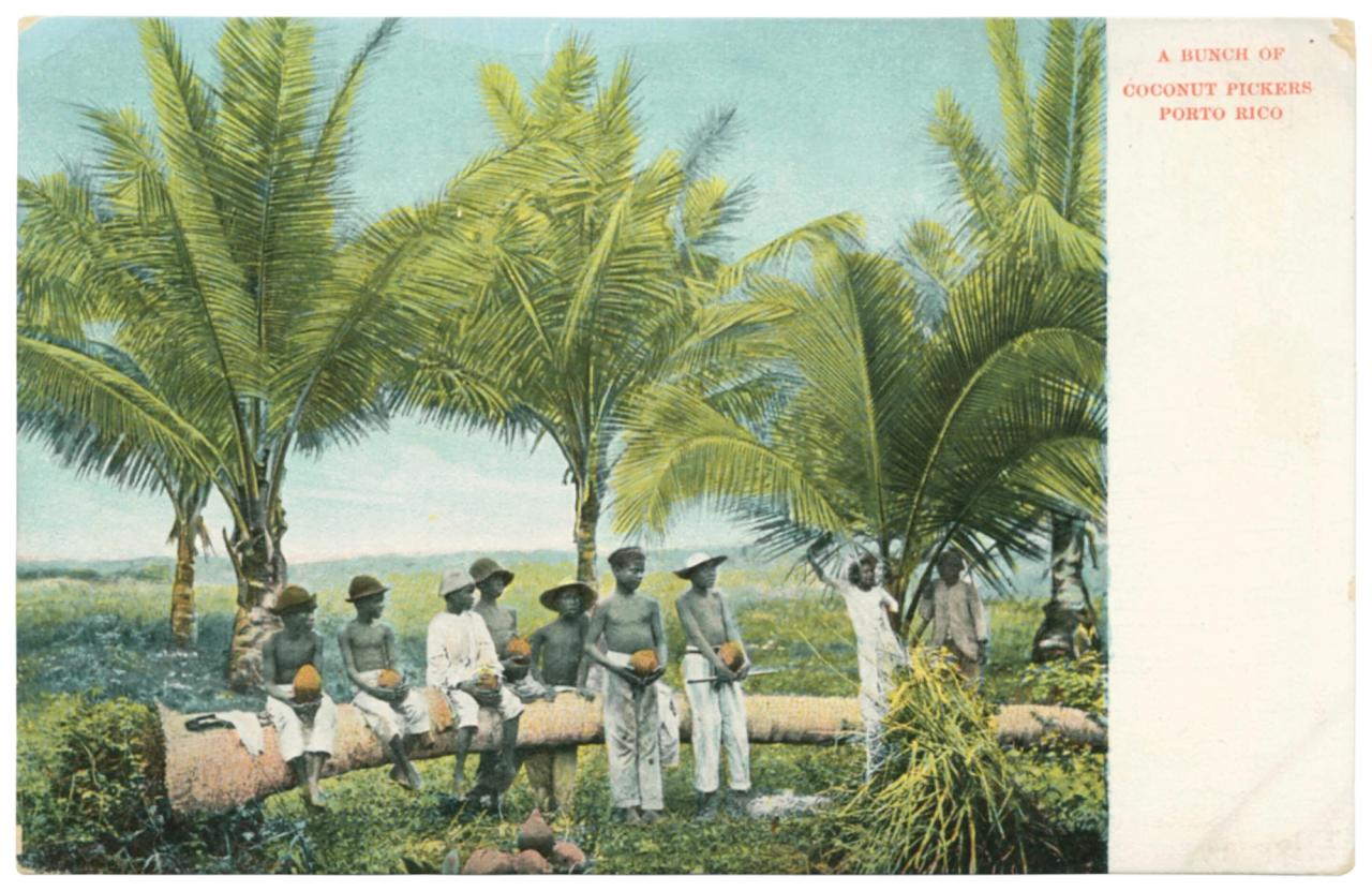 A postcard depicting coconut pickers in Puerto Rico, as featured in Vintage Postcards from the African World (2020) by Jessica B. Harris. (Courtesy the University Press of Mississippi)