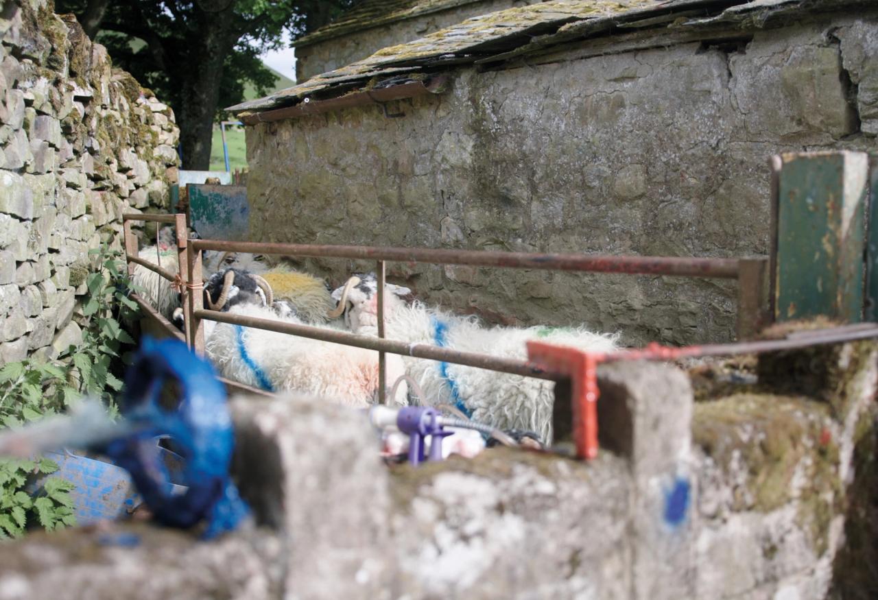 Spray-painted sheep similar to those which inspired Saville’s Technicolour collection with Kvadrat. (Courtesy Kvadrat)