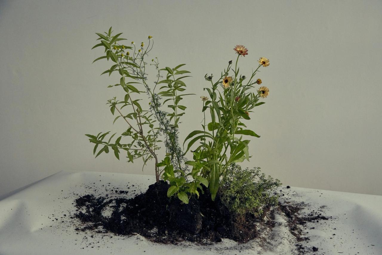 The herbs Needleman uses to make her Garden Tea. (Courtesy Deborah Needleman)