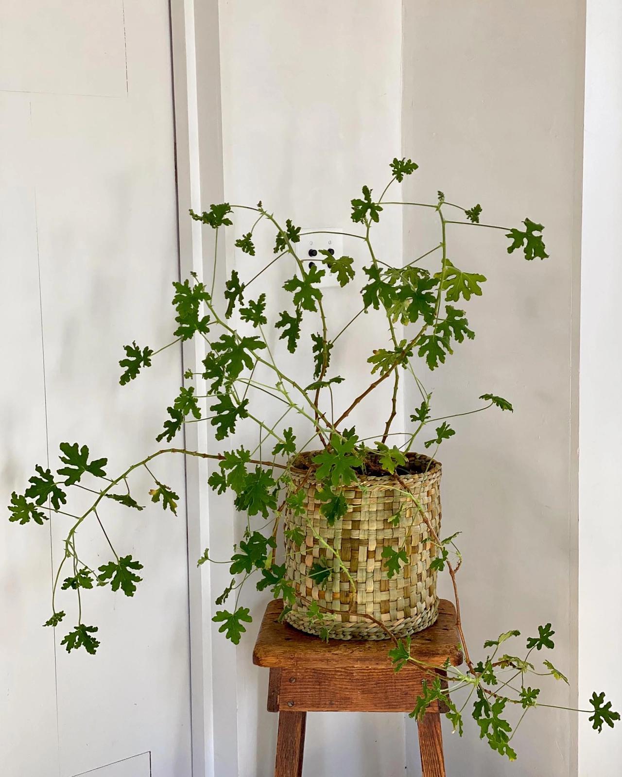 A rush basket made by Needleman. (Courtesy Deborah Needleman)