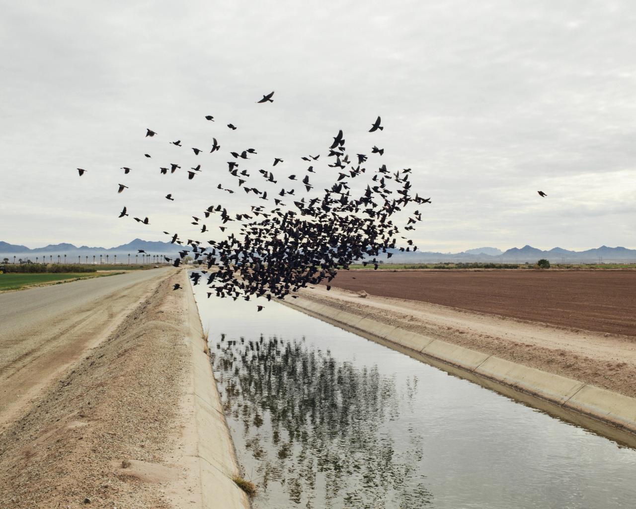 A photo by Bailey of a murmur of blackbirds passing over an irrigation ditch in Blythe, California, in 2019, for a story in The Guardian about Saudi Arabia’s connection with California’s scarce water supply. (Courtesy Trent Davis Bailey)
