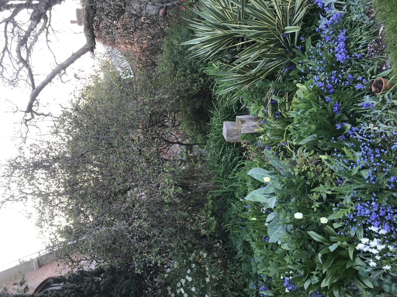 A “curly hazel tree,” also known as a corkscrew hazel or Harry Lauder’s Walking Stick, in Laing’s garden. (Courtesy Olivia Laing)