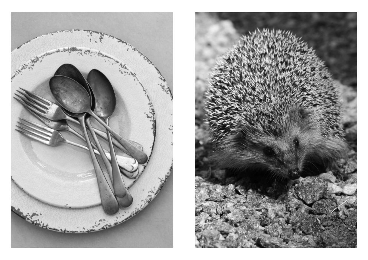 The diptych of a plate with silverware and a porcupine in volume 5 of Photographic Treatment (2017). (Courtesy Dewi Lewis Publishing)