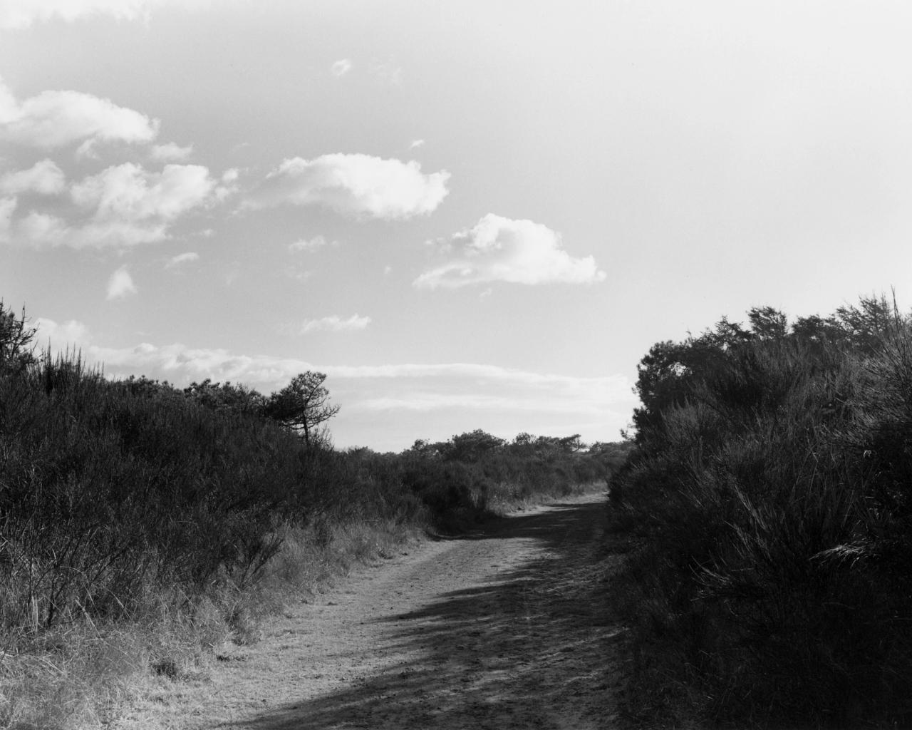 An image from Robert Adams’s series “Nehalem Spit, Oregon” (2013). (© Robert Adams. Courtesy Fraenkel Gallery, San Francisco)