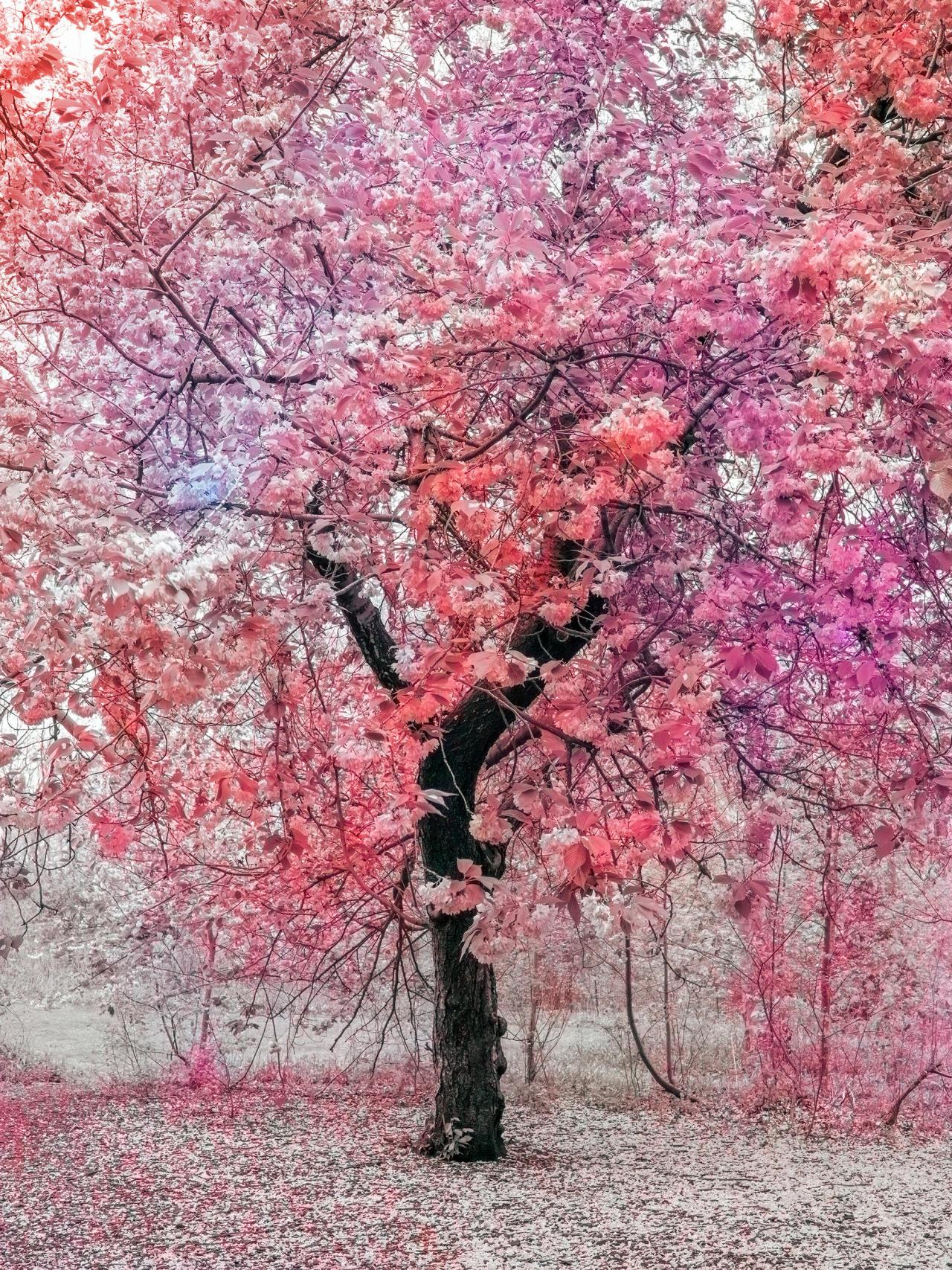 Trevor Paglen AI-generated flowers