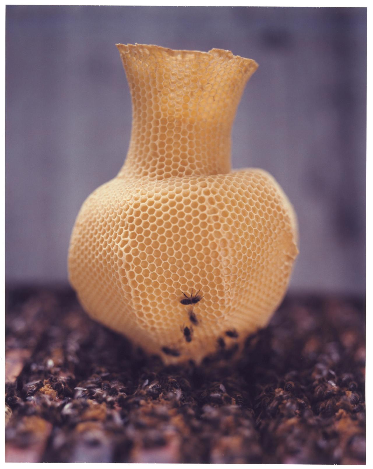 Tomáš Libertíny’s Honeycomb Vase “Made by Bees” (2006). (Photo: Raoul Kramer. Courtesy the artist)