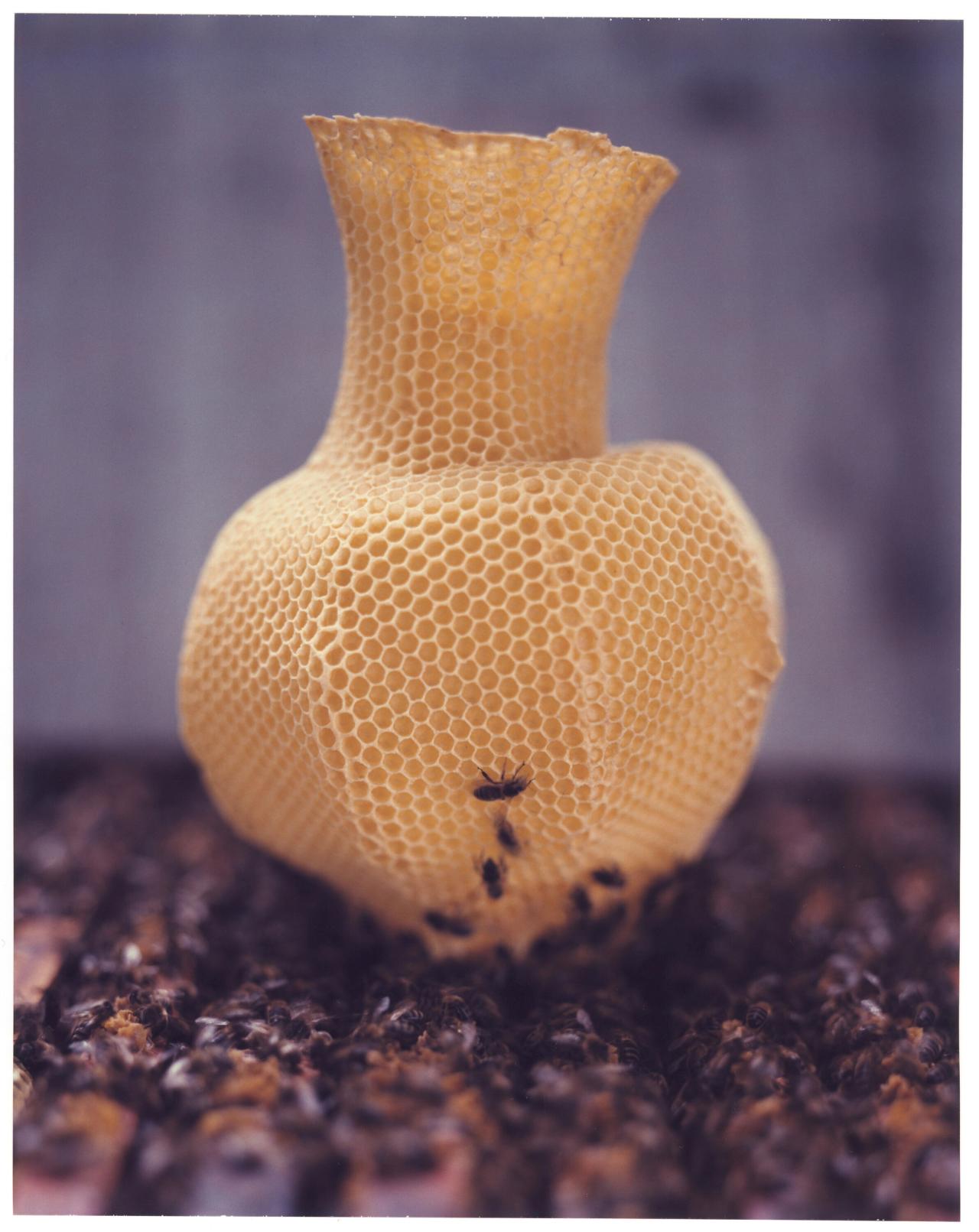 Tomáš Libertíny’s Honeycomb Vase “Made by Bees” (2006). (Photo: Raoul Kramer. Courtesy the artist)