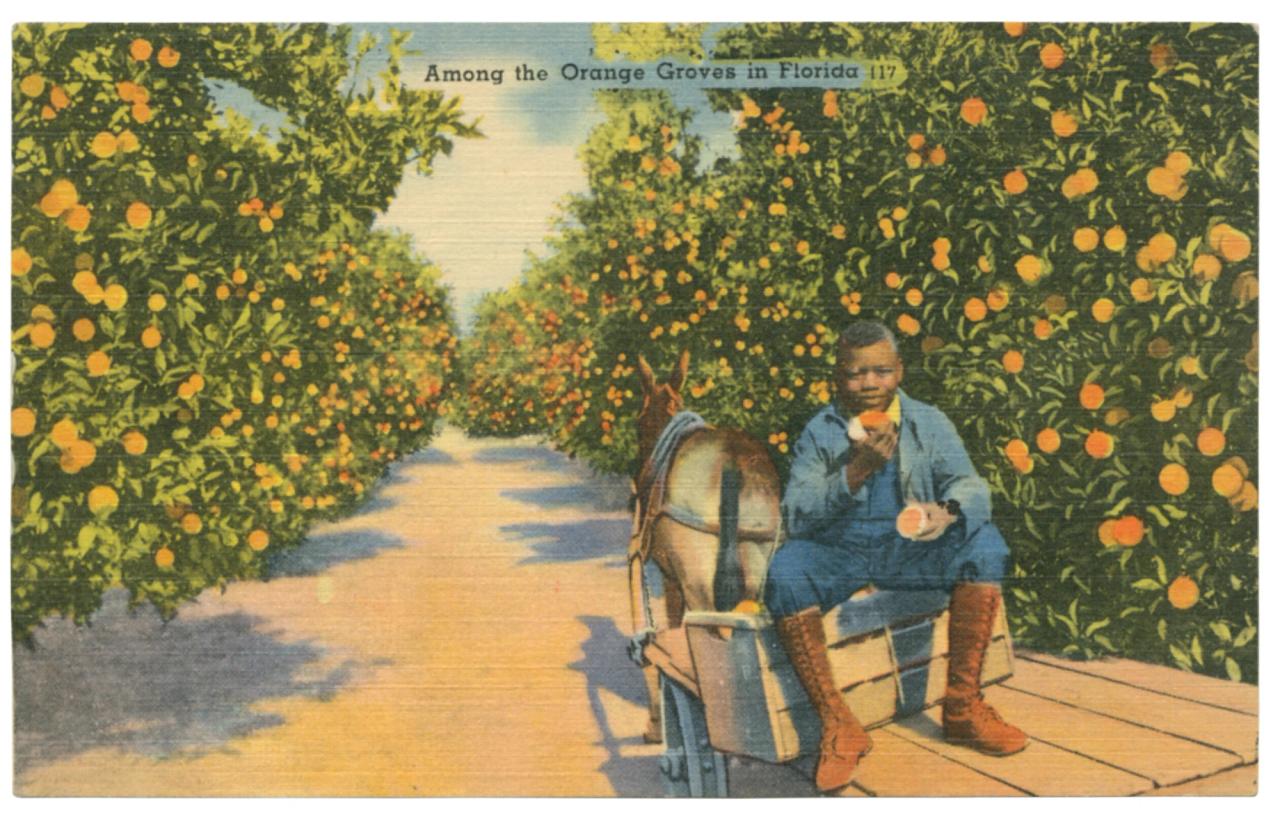 A postcard depicting a child riding through the orange groves in Florida, as featured in Vintage Postcards from the African World (2020) by Jessica B. Harris. (Courtesy the University Press of Mississippi)