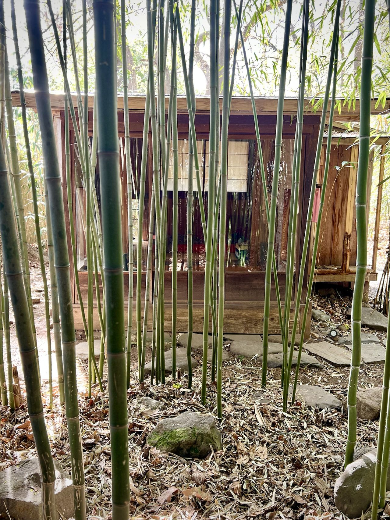 Martin’s Japanese-style teahouse and bamboo grove behind his home in Englewood, New Jersey. (Courtesy Billy Martin)