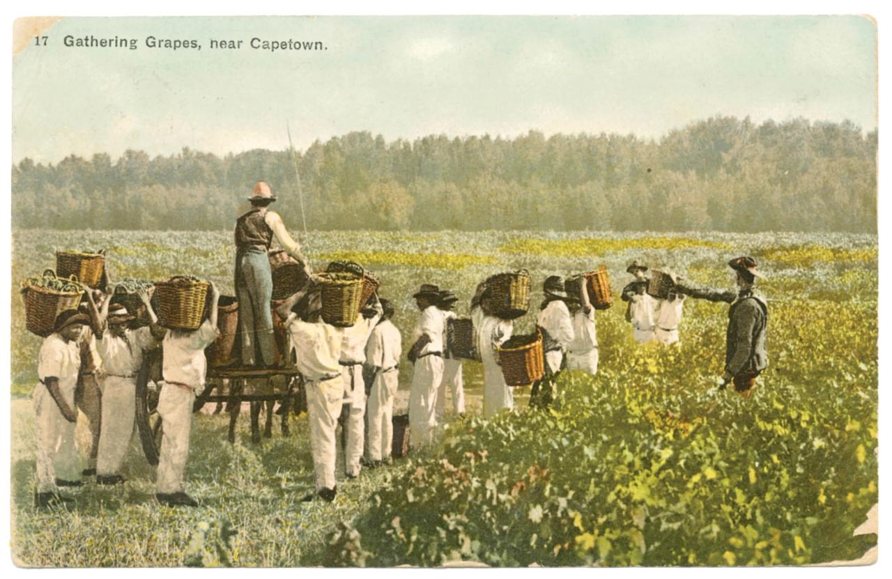 A postcard depicting grape gatherers near Cape Town, as featured in Vintage Postcards from the African World (2020) by Jessica B. Harris. (Courtesy the University Press of Mississippi)