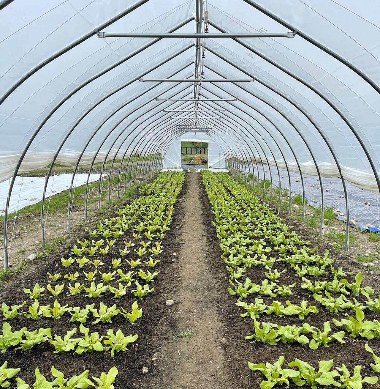 Crops at Eleven Madison Park’s farm in upstate New York. (Courtesy Daniel Humm)