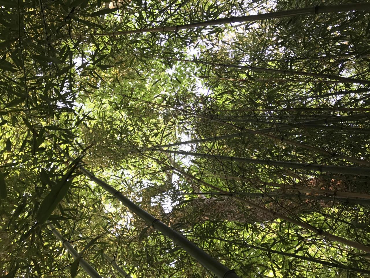 The bamboo grove in Martin’s backyard in Englewood, New Jersey. (Photo: Spencer Bailey)
