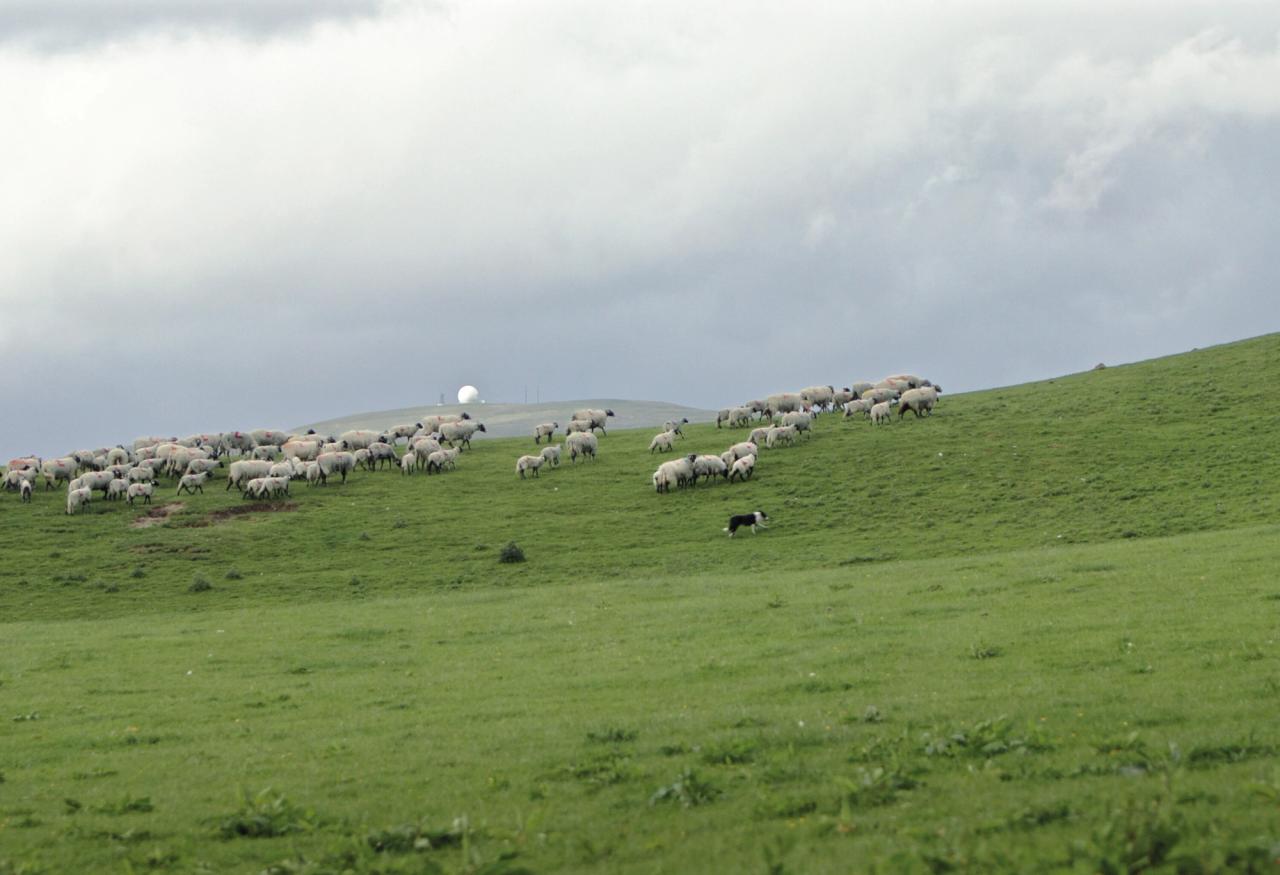 Spray-painted sheep similar to those which inspired Saville’s Technicolour collection with Kvadrat. (Courtesy Kvadrat)