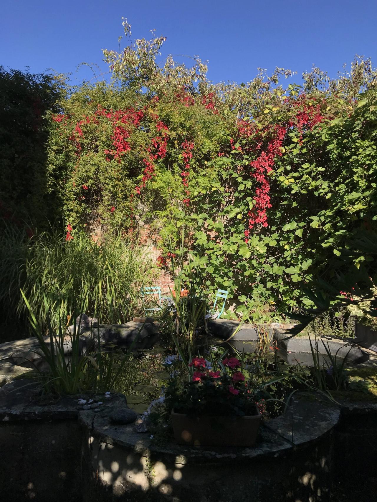 The pond garden in September. (Courtesy Olivia Laing)