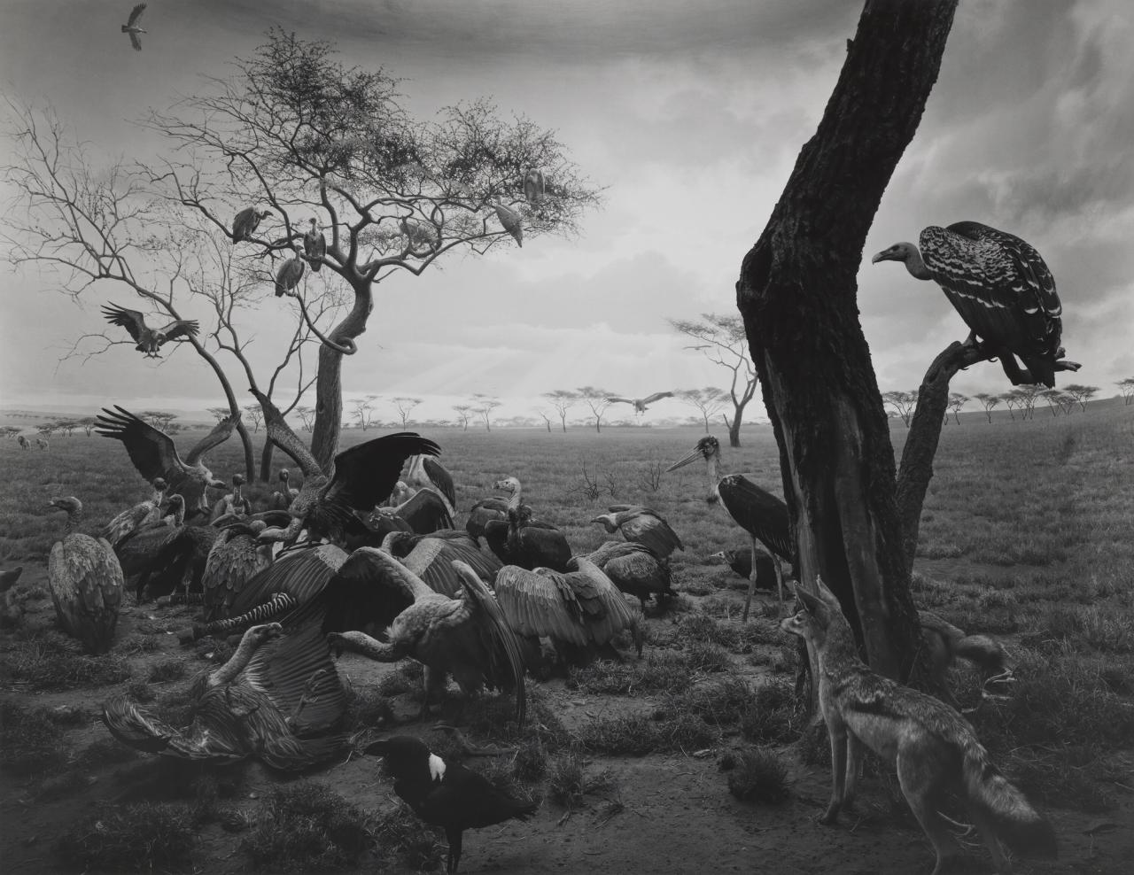 “Hyena-Jackal-Vulture” by Sugimoto (1976). (Courtesy Hiroshi Sugimoto)