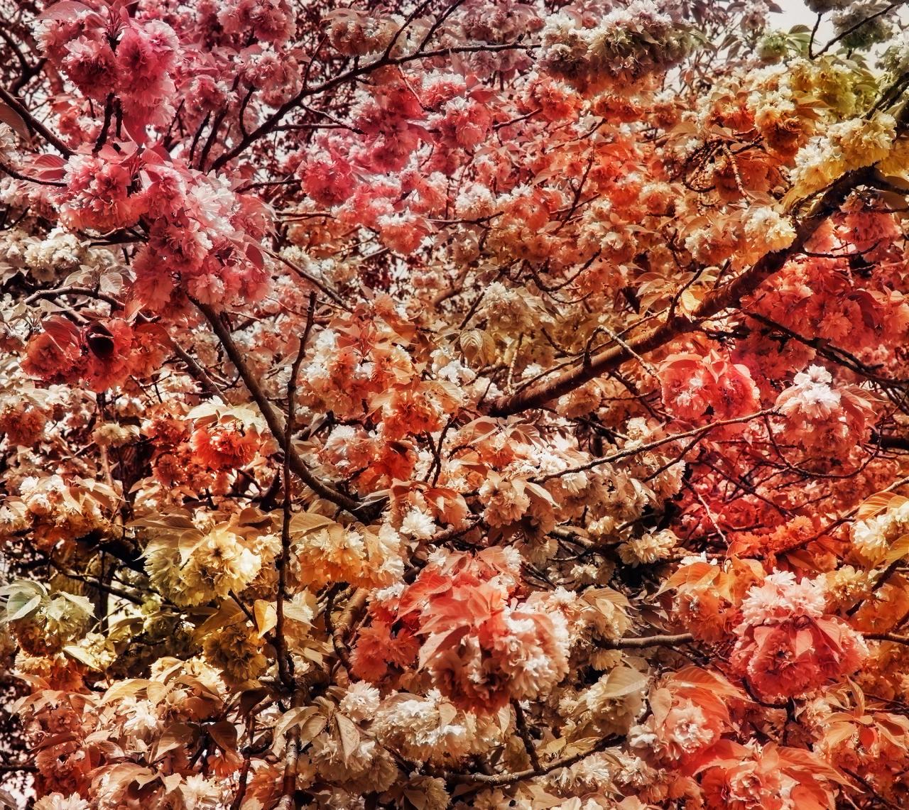 Trevor Paglen AI-generated flowers