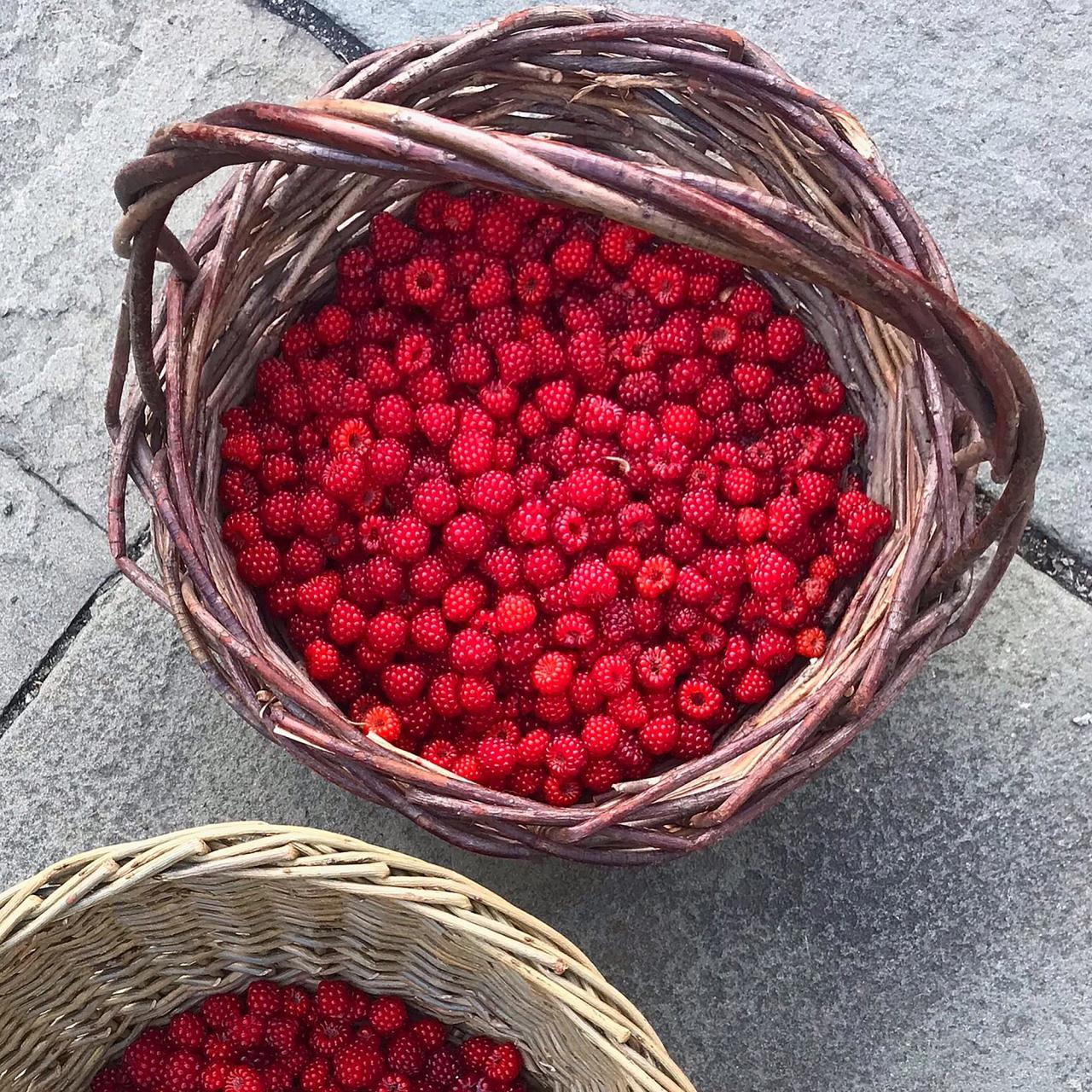 A basket made by Needleman out of foraged sticks. (Courtesy Deborah Needleman)