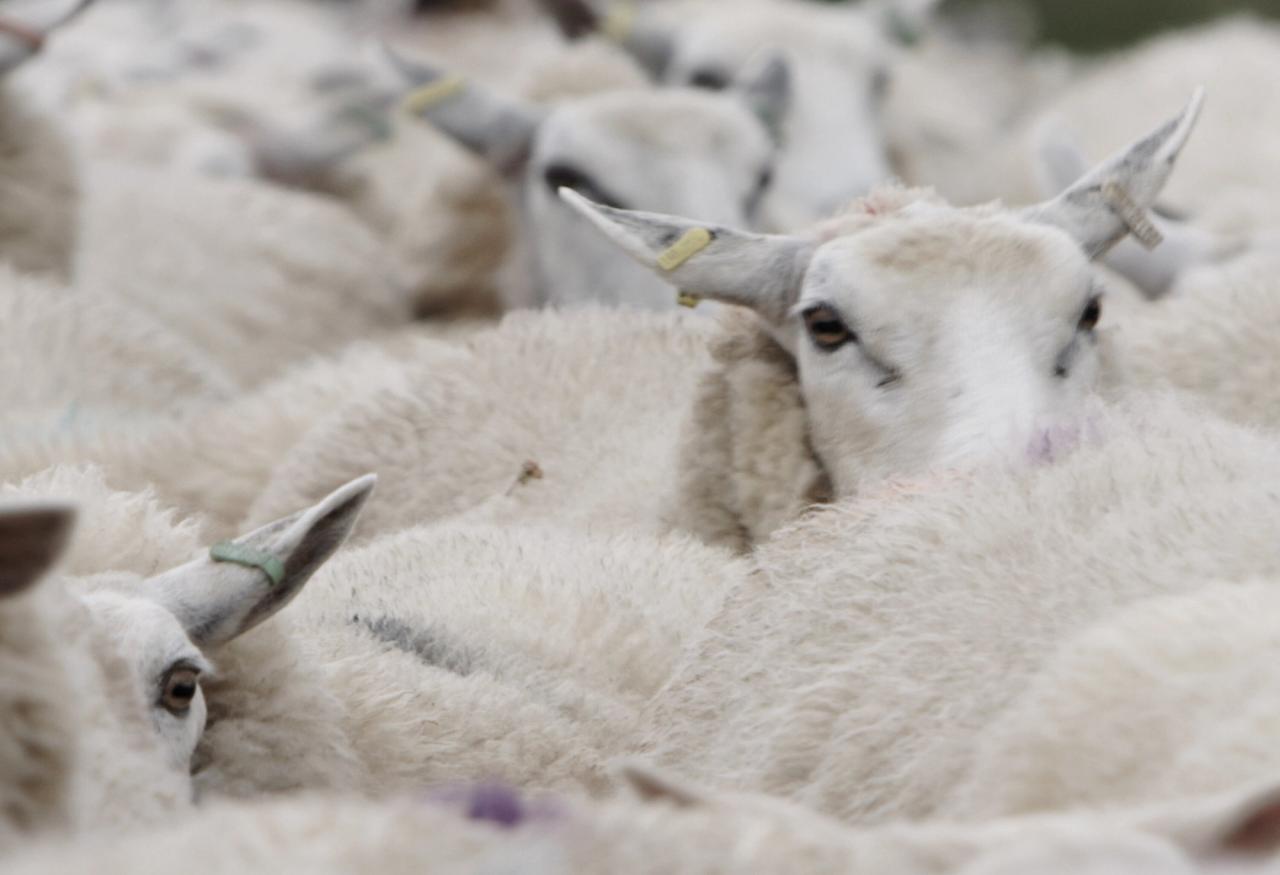 Spray-painted sheep similar to those which inspired Saville’s Technicolour collection with Kvadrat. (Courtesy Kvadrat)