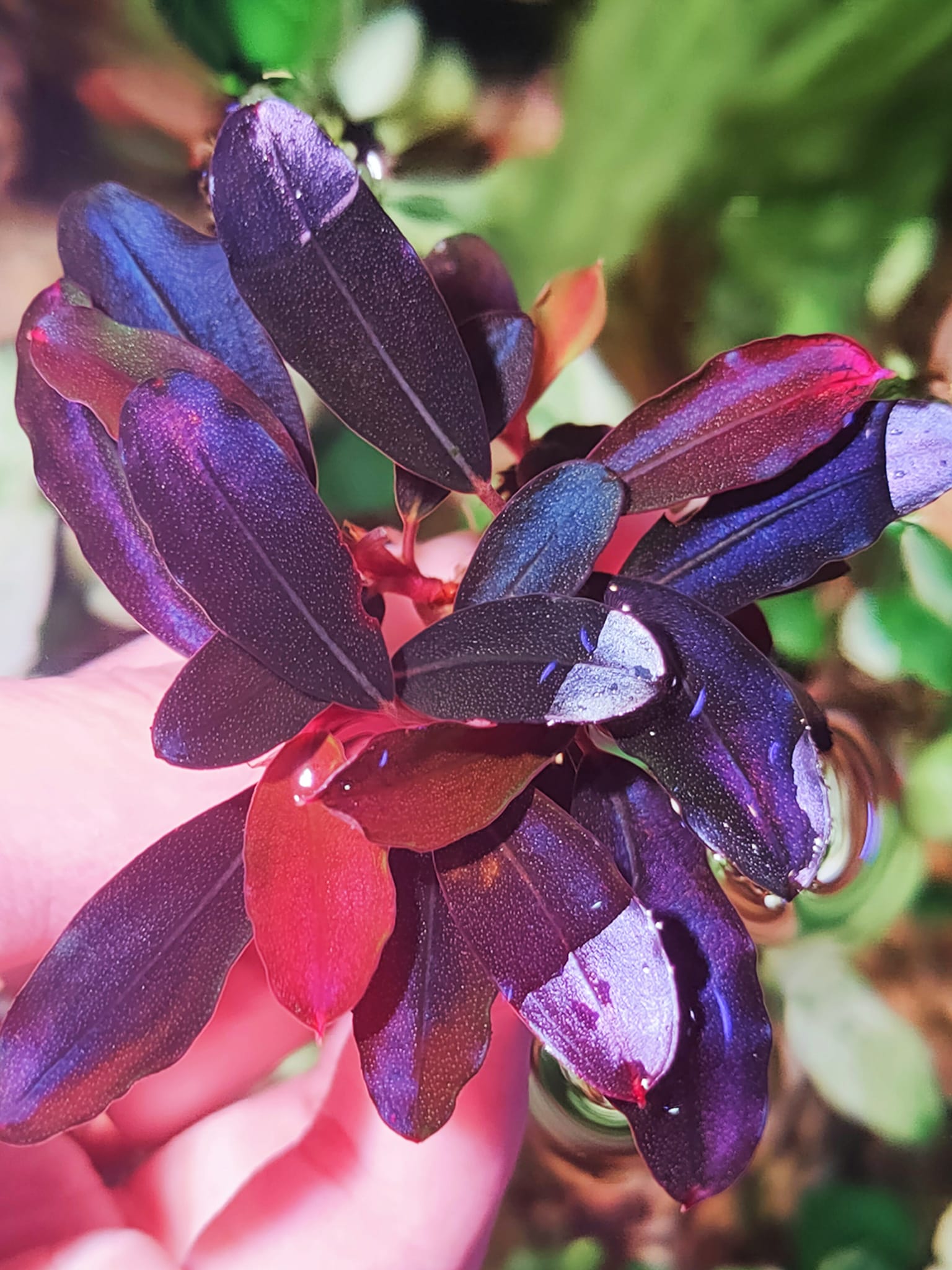 Montleyana - Image 1