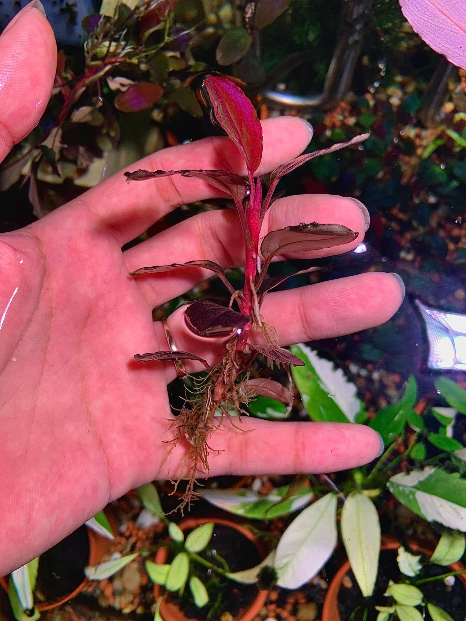 Red Blossom thumbnail 5