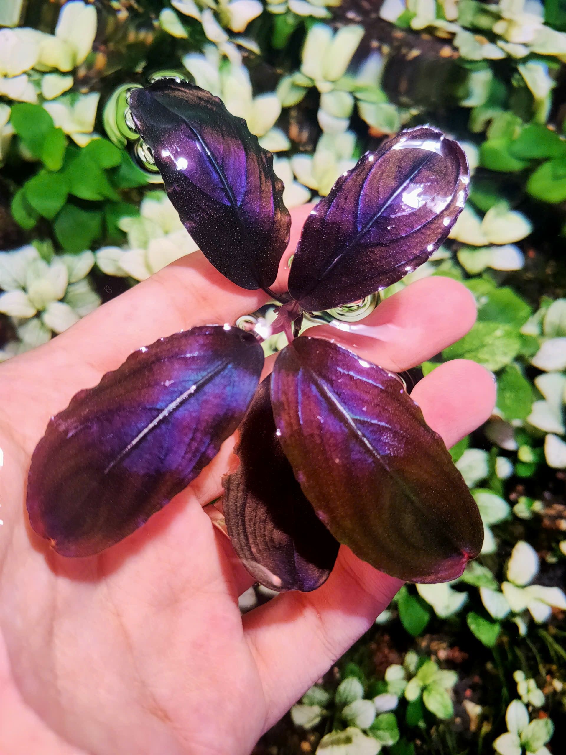 Athena Blue thumbnail 2