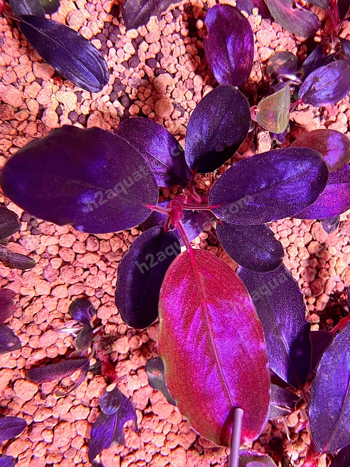 Violet Blossom - Image 1