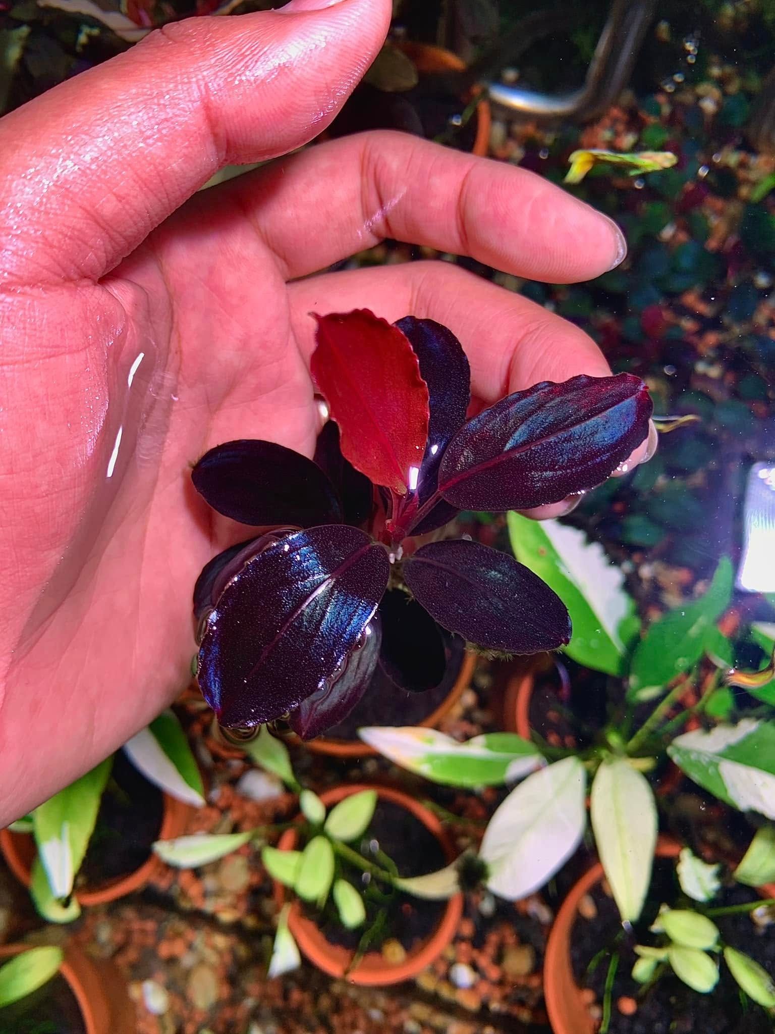 Red Blossom thumbnail 7