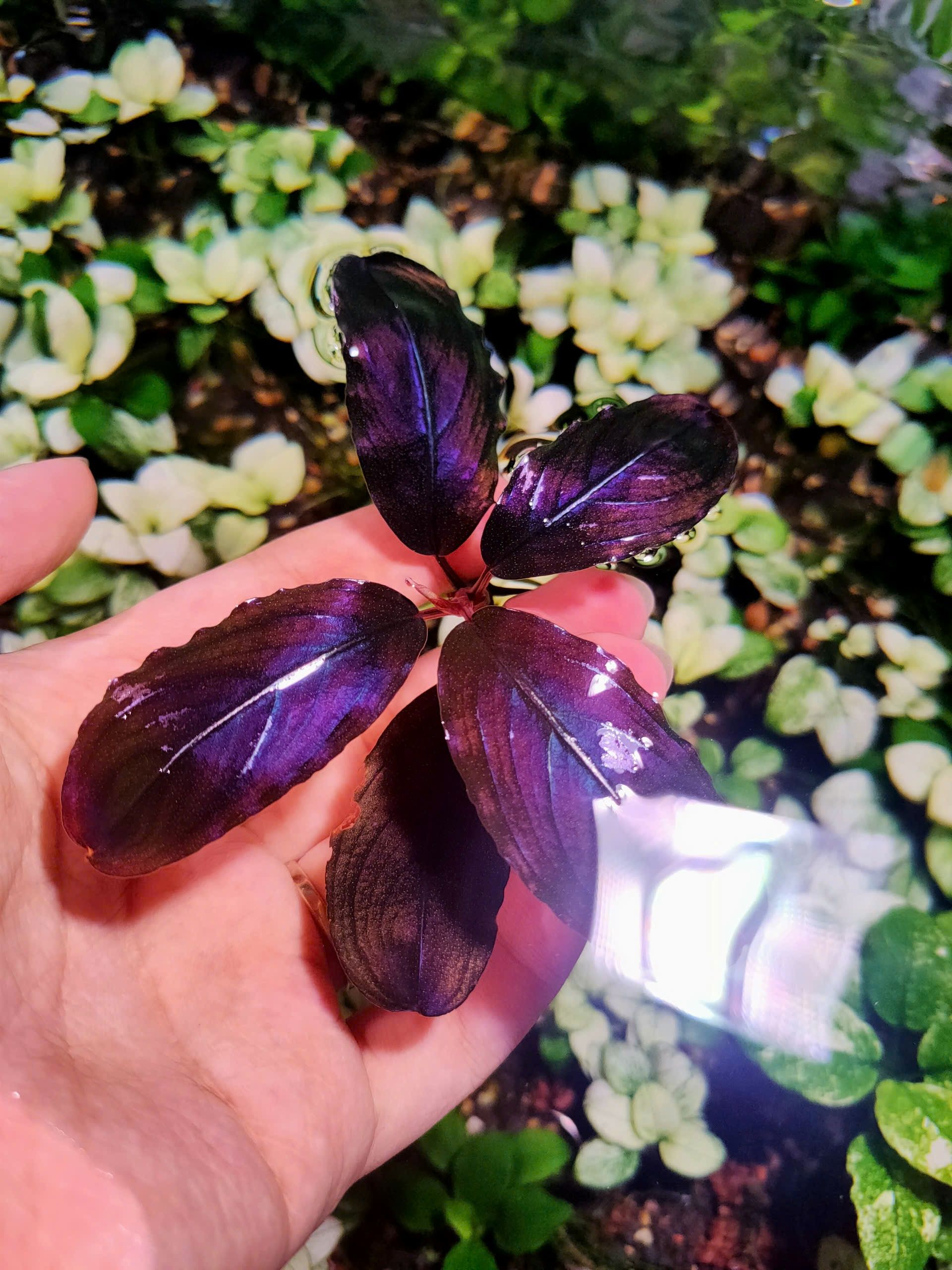Athena Blue thumbnail 5